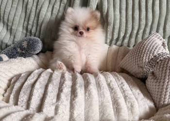 Szpic miniaturowy/pomeranian