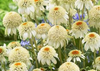 JEŻÓWKA MILKSHAKE - sadzonki w doniczkach