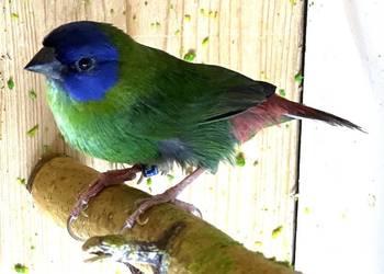 Papuzik trójbarwny - samiec 2023r.