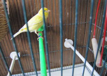 Kanarki na śpiewie Kanarki na śpiewie