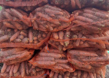 Marchew paszowa,  odpadowa