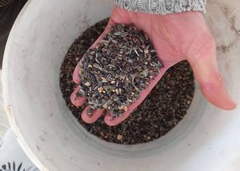 Słonecznik - mieszanka