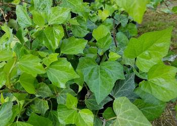 Bluszcz Hedera Helix zimozielony pnący mrozoodporny sadzonka XXL