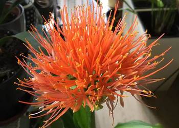 Krasnokwiat kolekcjonerski King Albert