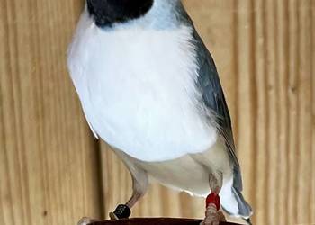 Amadyna wspaniała - samiczka 2025r.