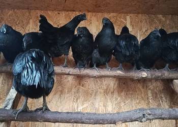 Sprzedam jajka lęgowe - Ayam Cemani.