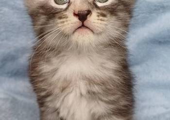 Maine Coon kotka rodowód FPL