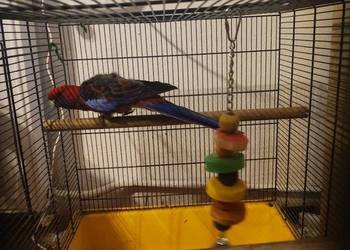 Papuga rozella królewska