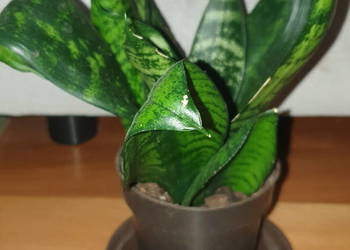 Sansewieria, sansa nr 1