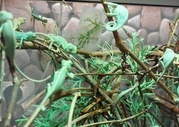 Kaneleon Jemeński Maluch Samiec