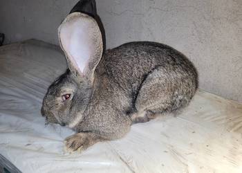 Belg olbrzymi samiec marzec 2025