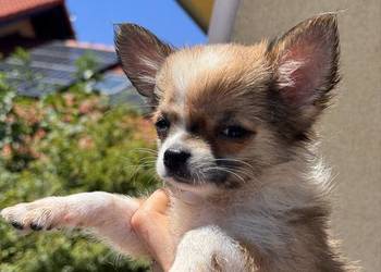 Chihuahua