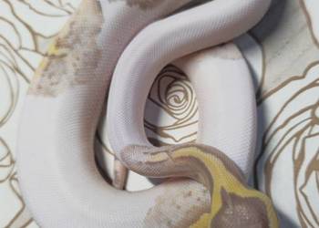 Wąż pyton królewski, python regius samica