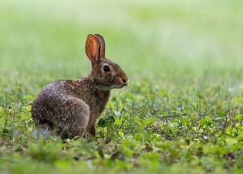 Wykonanie inwentaryzacji przyrodniczej do raportu środowiskowego, warunki