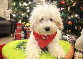 „BAKUŚ” Piesek Rasy PUDEL TOY o umaszczeniu białym