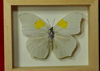 Motyl w ramce 12x10 cm . Anteos clorinde - Meksyk .