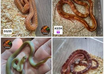 Węże zbożowe / mahoniowe / smugowy