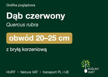 Dąb czerwony (Quercus rubra) obwód 20-25 cm, z bryłą – HURT