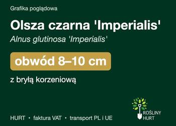 Olsza czarna 'Imperialis' obwód 8-10 cm, z bryłą – HURT