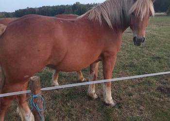 Sprzedam dwie klacze kasztanki.