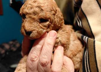 Pudel toy - suczka red