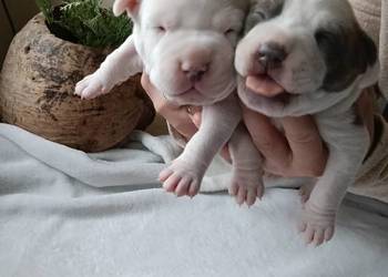 Piękne szczenięta American Staffordshire Terrier.