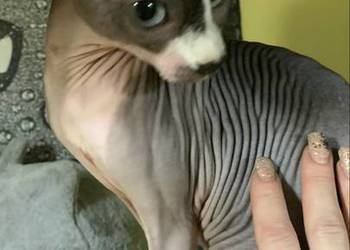 Sfinks Kanadyjski. Do odbioru koteczką. Rodowód.