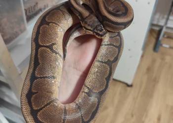 Samica Mahogany Spider 24r