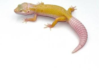 Kolorowe gekony lamparcie, samce i samice