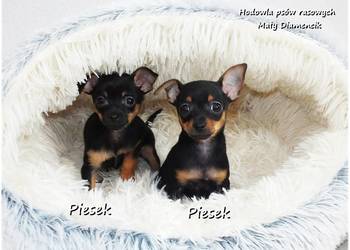 Mini Piesek Pinczer miniaturowy, tzw. Ratlerek Sarenka do REZERWACJI !!