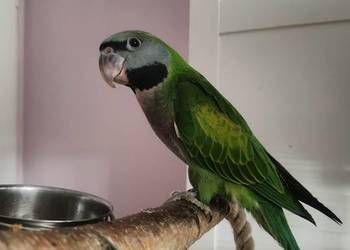 Aleksandretta chińska młoda ręcznie karmiona