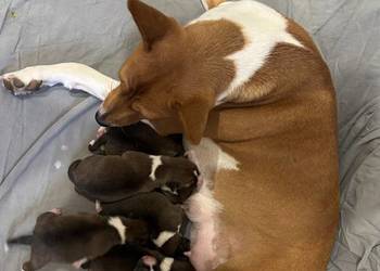 Szczenięta Basenji FCI