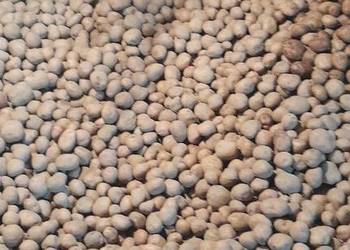 Ziemniaki jadalne katania