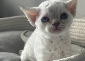 koteczka Devon Rex oczy niebieskie