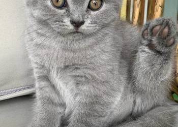 Szocki niebieski prostouchy