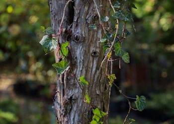 Bluszcz pospolity (Hedera helix) 30-50 cm, donica 0,5 l
