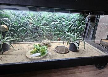 Sprzedam żółwia lamparciego z terrarium Piotrków Trybunalski