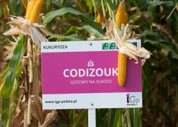 Nasiona kukurydzy IGP CODIZOUK