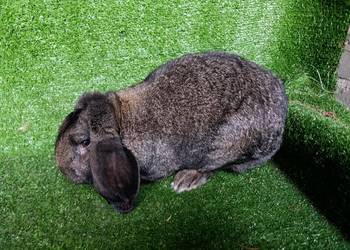 Samiec baran francuski