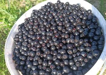 Aronia. Owoce wysyłka cały kraj.
