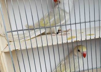 Aleksandretty obrożna likwidacja