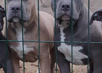 American staffordshire terrier