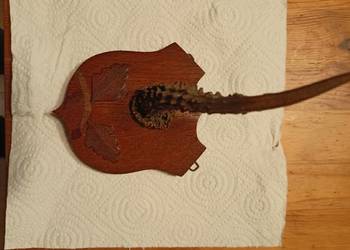 Róg koziołka (sarny) na desce.