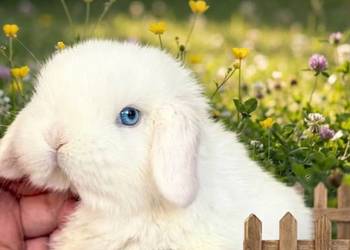 Cudowne kroliczki mini lop