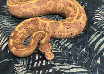 Wąż pyton krolewski