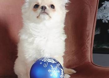 Chihuahua długowłosa FCI