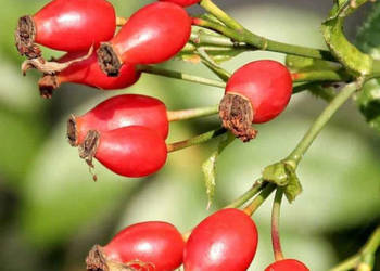 DZIKA RÓŻA Rosa canina NASIONA 500 sztuk - 10g.