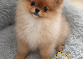 Szpic miniaturowy Pomeranian dziewczynka mini XXS
