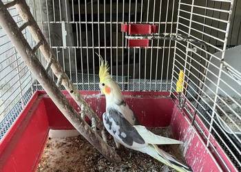 Zamienię/ sprzedam z wyposażeniem nimfę