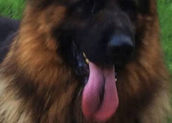 Owczarek niemiecki długowłosy przepiękny pies